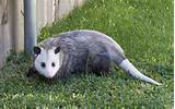 Rodent Opossum Images