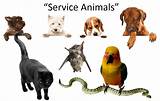 Ada Service Animals Photos