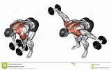 Muscle Growing Exercises Pictures