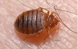 Bed Bug Treatment Austin Pictures
