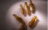 Dampwood Termites Treatment Pictures