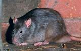 Rat Diseases Photos