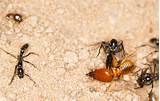 Images of Termite Soldier Vs Ant
