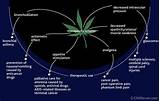 Harmful Effects Of Marijuana Images