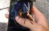 Japanese Killer Wasp