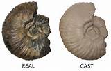 Pictures of Kinds Of Fossils