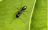 Small Carpenter Ants Pictures