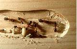 Pictures of Diy Termite Treatment