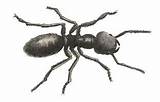 Carpenter Ants Georgia Images