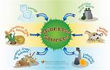 Pictures of Renewable Resources Biomass
