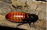 Photos of Cockroach Images
