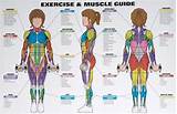 Images of Muscle Exercise Chart