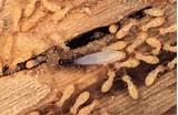 Wood Insects Termites