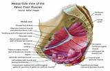 Images of Pain In Pelvic Floor Muscles