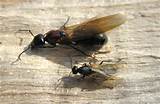 Carpenter Ants Ontario