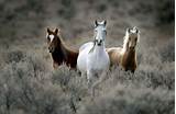Yakama Reservation Wild Horses Pictures