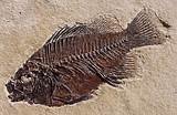 Pictures of Fossil Definition