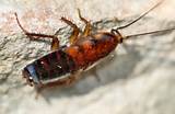 Photos of Palmetto Bug Vs Cockroach