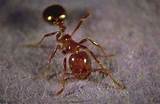 Fire Ants United States Pictures