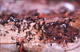 Termites Facts And Information Images