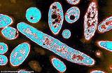 Bacteria In Cooling Water Photos