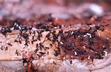 Mulch White Ants