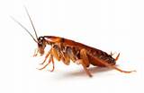 Uk Cockroach Images