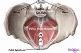 Very Strong Pelvic Floor Muscles Images