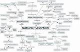 Summary Darwins Theory Of Evolution By Natural Selection