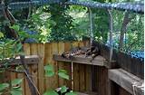 Cat Fencing Enclosures Images