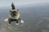 Photos of Skydiving Cat