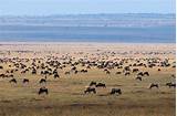 Where Is The Serengeti National Park Photos