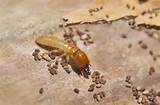 Termite Testing Inspection