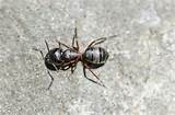 Pictures of Carpenter Ants Video
