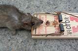 Images of The Rat Trap