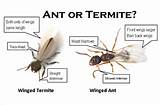 Termite Flying Ant Identification