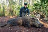 Boar Hunting Outfitters