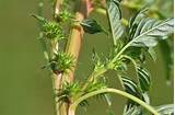 Images of Spiny Pigweed Control