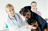 Photos of Licensed Veterinary Technician Schools