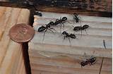 Images of Do Carpenter Ants Eat Termites