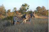 Pictures of Kruger National Park Country