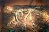 Image Of Dinosaur Fossil Pictures