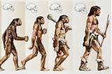 Theory Of Evolution Apes Pictures