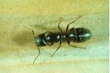 Images of Using Boric Acid For Ant Control