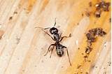 Pictures of Carpenter Ants Treatment Cost