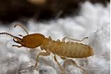 Images of Class Termite