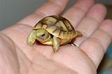 Photos of Russian Tortoise Supplies