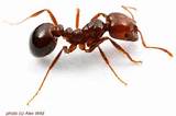 Images of Red Fire Ants