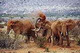 Best Safari Park In Kenya Images