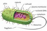 Where Can Dna Be Found In A Cell Pictures